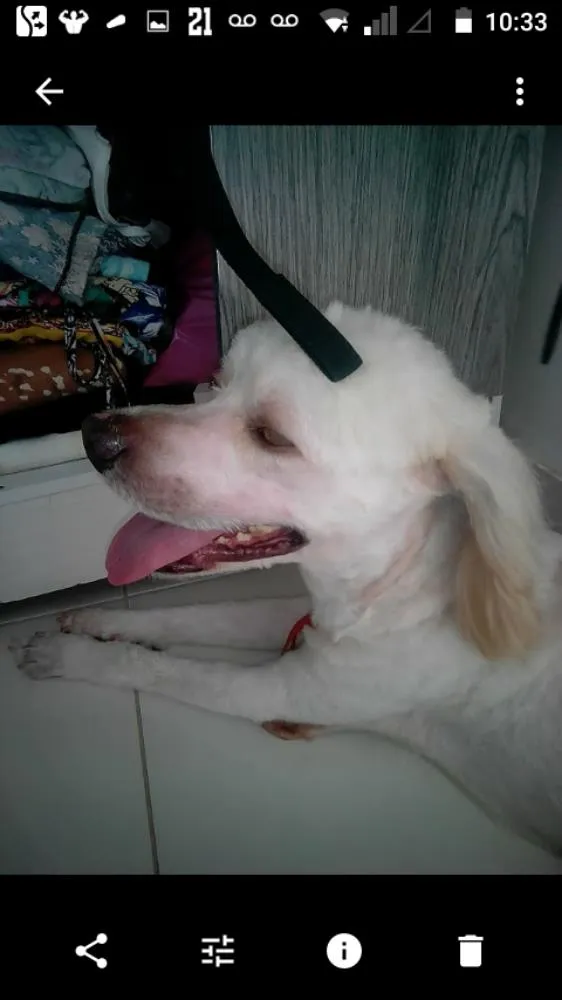 Cachorro raça Polldo idade 1 ano nome BOB