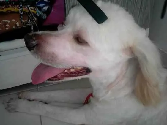 Cachorro raça Polldo idade 1 ano nome BOB