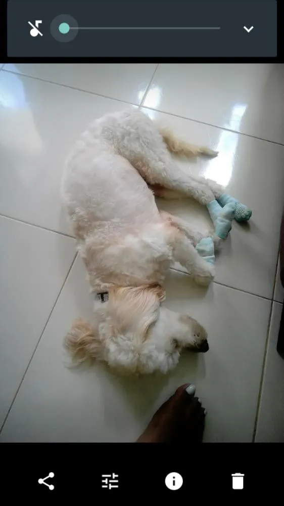 Cachorro raça Polldo idade 1 ano nome BOB