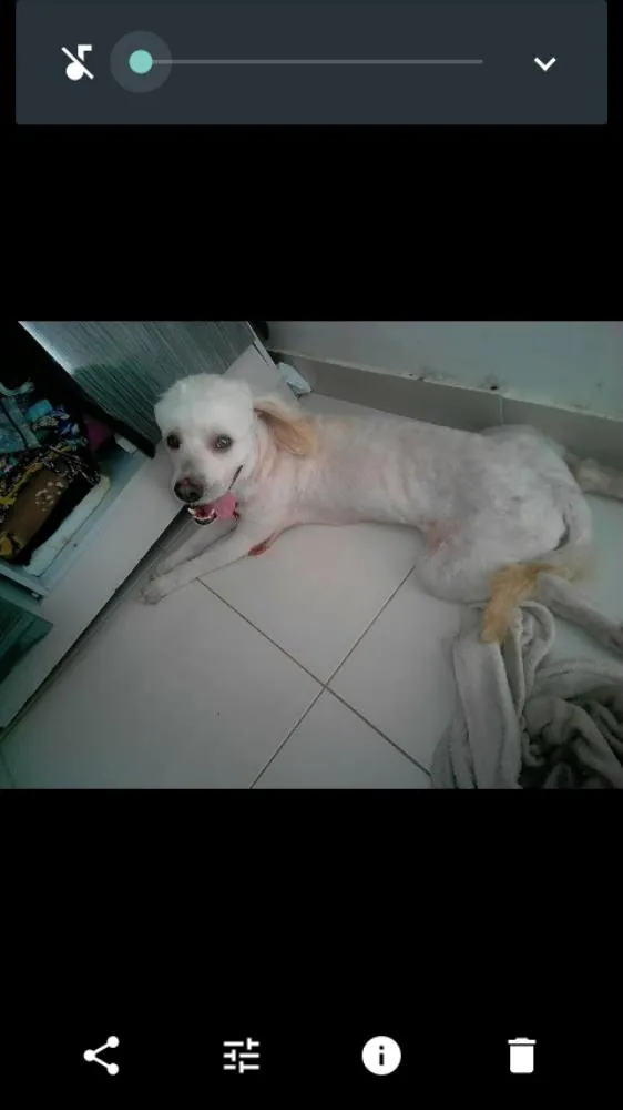 Cachorro raça Polldo idade 1 ano nome BOB