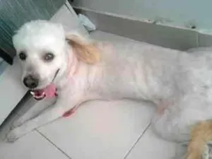 Cachorro raça Polldo idade 1 ano nome BOB