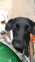 lili