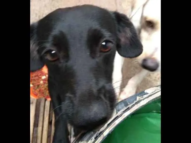 Cachorro ra a vira lata idade 2 anos nome lili