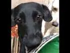 Cachorro raça vira lata idade 2 anos nome lili