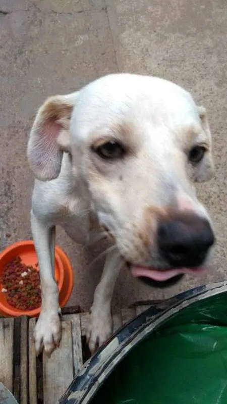 Cachorro ra a vira lata idade 2 anos nome branca