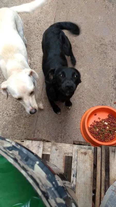 Cachorro ra a vira lata idade 2 anos nome branca