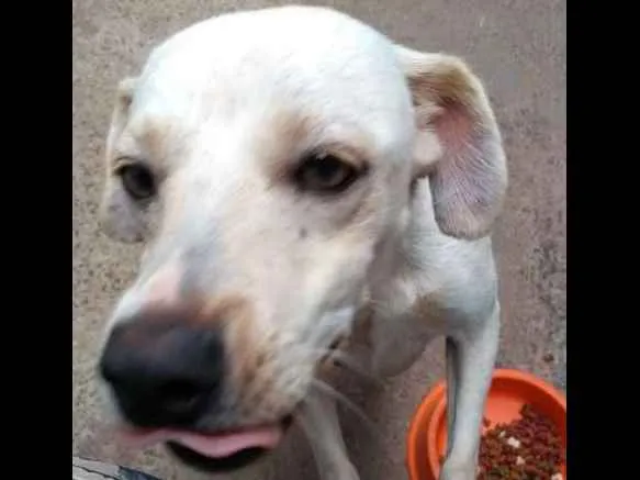 Cachorro ra a vira lata idade 2 anos nome branca