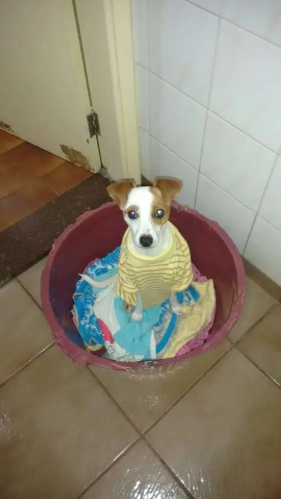 Cachorro ra a Fox paulistinha idade 3 anos nome July