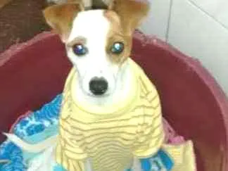 Cachorro ra a Fox paulistinha idade 3 anos nome July