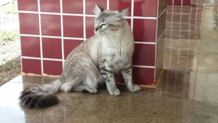 Gato ra a Sem raça definida idade 1 ano nome Stitch