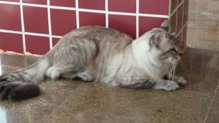 Gato ra a Sem raça definida idade 1 ano nome Stitch