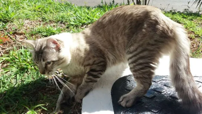 Gato ra a Sem raça definida idade 1 ano nome Stitch