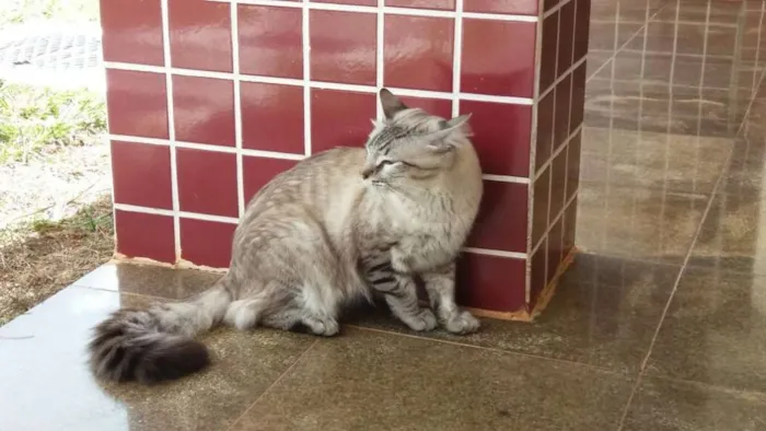 Gato ra a Sem raça definida idade 1 ano nome Stitch