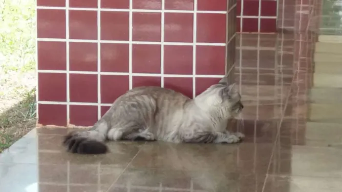 Gato ra a Sem raça definida idade 1 ano nome Stitch