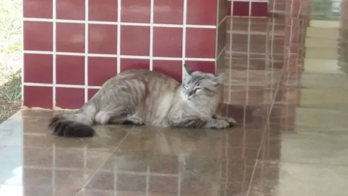 Gato ra a Sem raça definida idade 1 ano nome Stitch