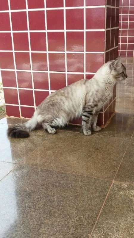 Gato ra a Sem raça definida idade 1 ano nome Stitch