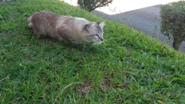 Gato ra a Sem raça definida idade 1 ano nome Stitch