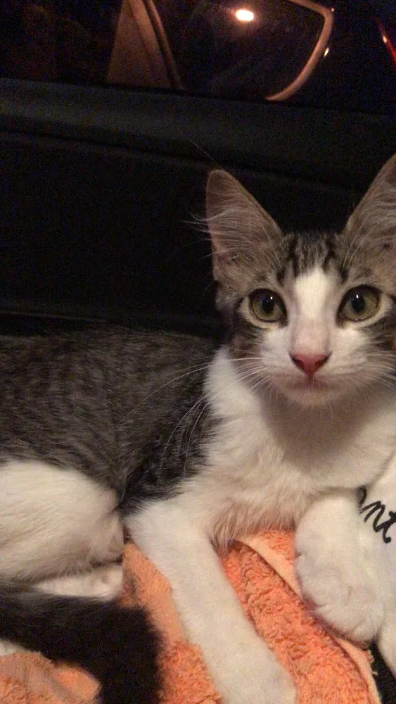 Gato ra a Vira lata idade 2 a 6 meses nome Enzo