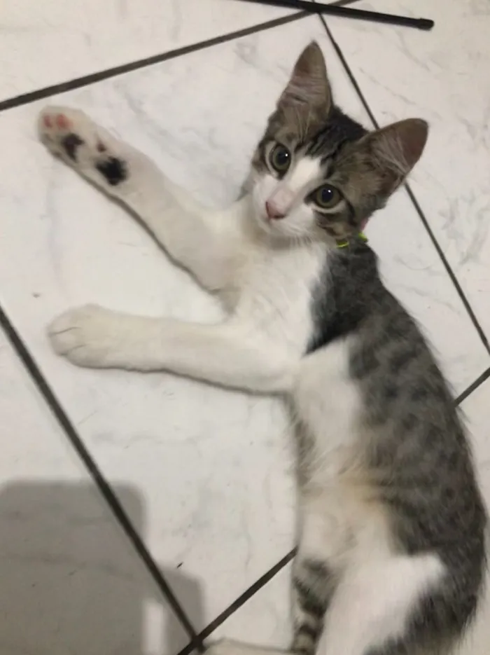 Gato ra a Vira lata idade 2 a 6 meses nome Enzo