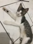 Enzo