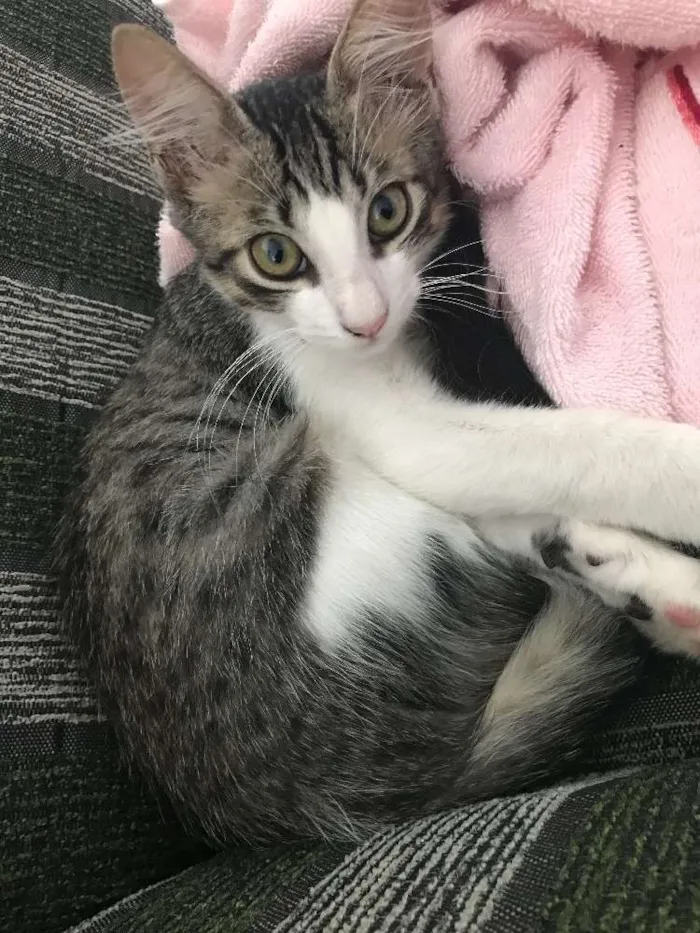 Gato ra a Vira lata idade 2 a 6 meses nome Enzo