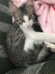 Enzo