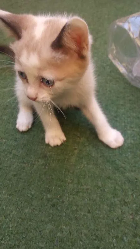 Gato ra a SRD idade Abaixo de 2 meses nome mel