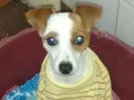 Cachorro ra a Fox paulistinha idade 3 anos nome July