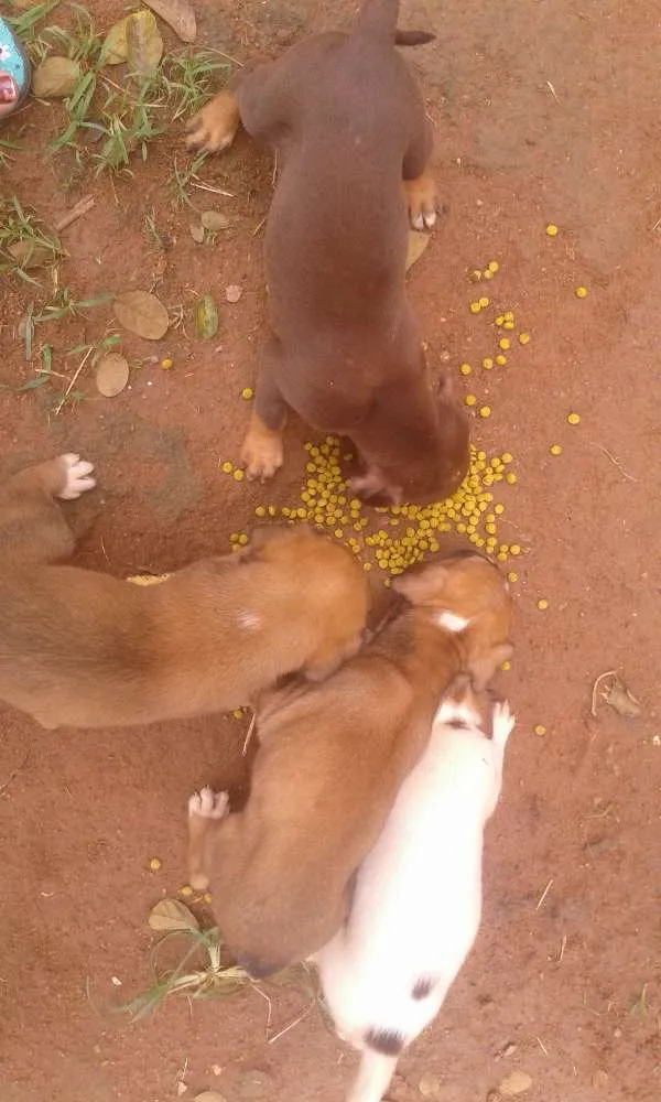Cachorro raça Vira lata idade Abaixo de 2 meses nome Variados