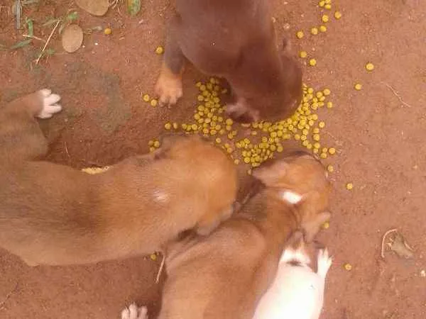 Cachorro raça Vira lata idade Abaixo de 2 meses nome Variados