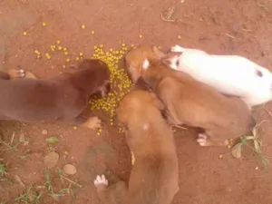 Cachorro raça Vira lata idade Abaixo de 2 meses nome Variados