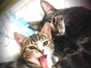 Gato raça Sem raça  idade 3 anos nome Nina e Naguime
