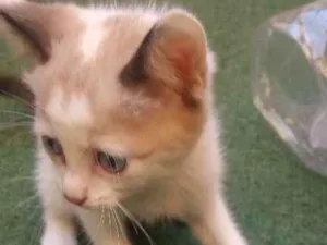 Gato raça SRD idade Abaixo de 2 meses nome mel