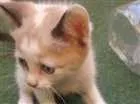 Gato raça SRD idade Abaixo de 2 meses nome mel
