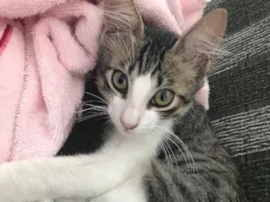 Gato raça Vira lata idade 2 a 6 meses nome Enzo