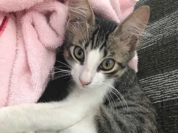 Gato ra a Vira lata idade 2 a 6 meses nome Enzo