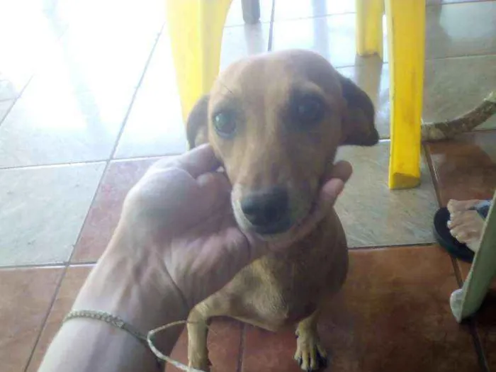 Cachorro ra a Vira-lata idade 6 ou mais anos nome Lilica