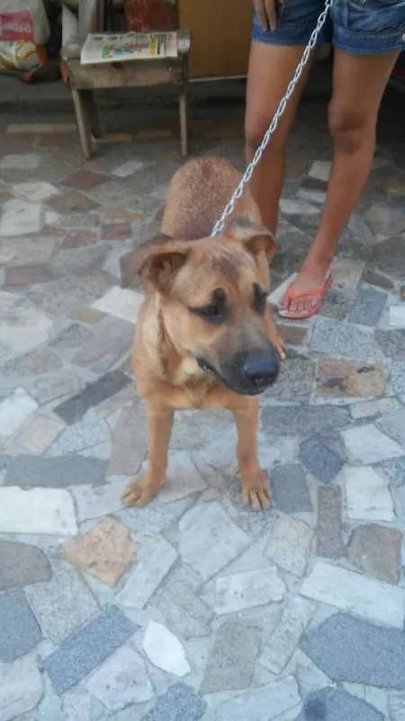 Cachorro ra a VIRA LATA idade 1 ano nome LUMA