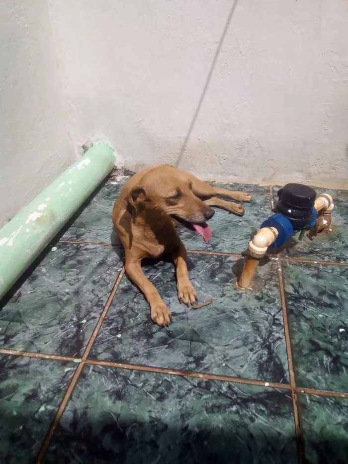 Cachorro ra a Vira-lata idade 6 ou mais anos nome Lilica