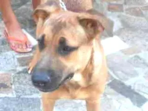 Cachorro raça VIRA LATA idade 1 ano nome LUMA