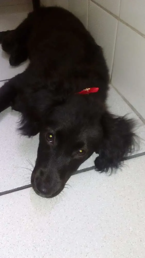 Cachorro ra a Sem raça idade 2 a 6 meses nome Skay