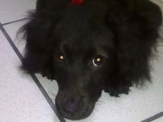 Cachorro ra a Sem raça idade 2 a 6 meses nome Skay