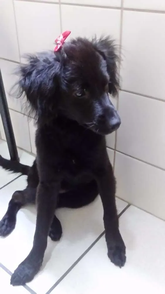 Cachorro ra a Sem raça idade 2 a 6 meses nome Skay