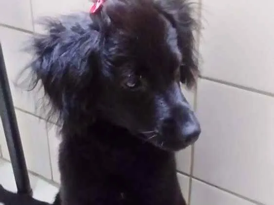 Cachorro ra a Sem raça idade 2 a 6 meses nome Skay