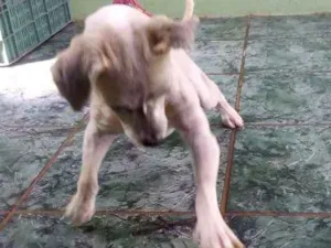 Cachorro raça Lhasa idade 3 anos nome Romeu
