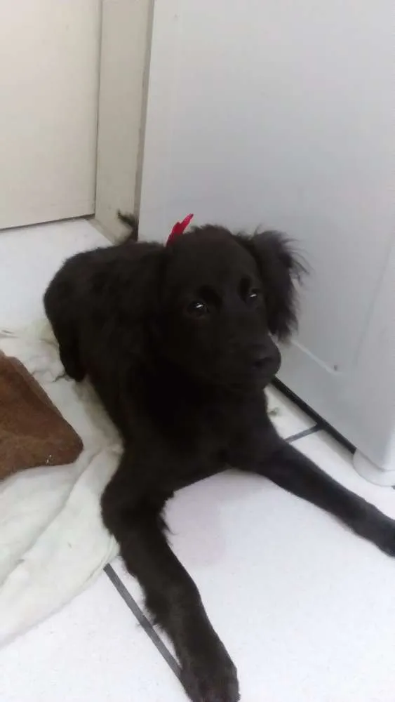 Cachorro ra a Sem raça idade 2 a 6 meses nome Skay