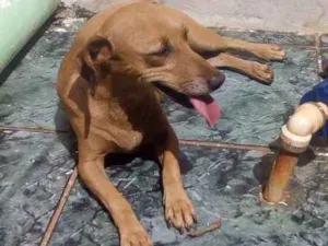 Cachorro raça Vira-lata idade 6 ou mais anos nome Lilica