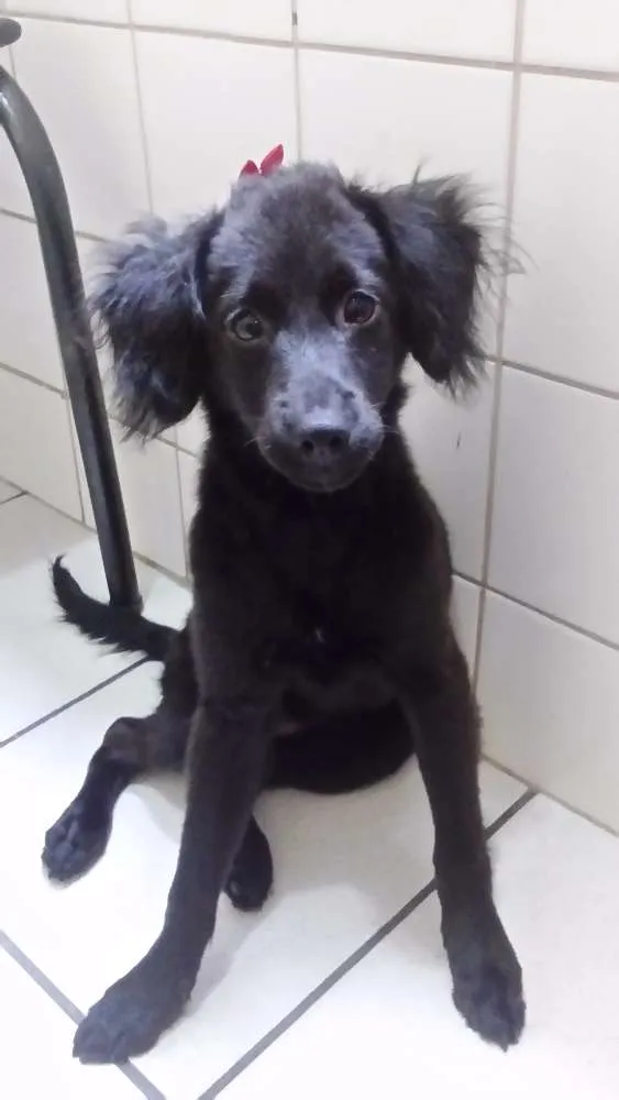 Cachorro ra a Sem raça idade 2 a 6 meses nome Skay