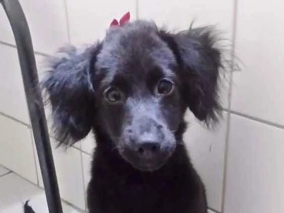 Cachorro ra a Sem raça idade 2 a 6 meses nome Skay