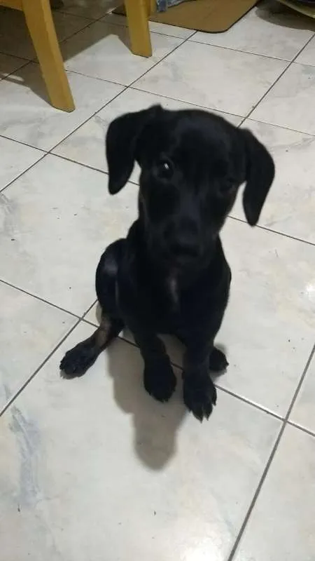 Cachorro ra a srd idade  nome Bebezinho preto